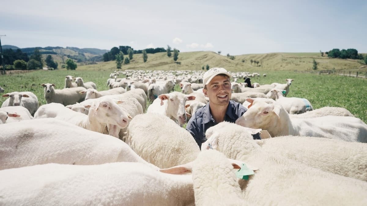 Cameron being surrounded by curious Fernglen dairy sheep.