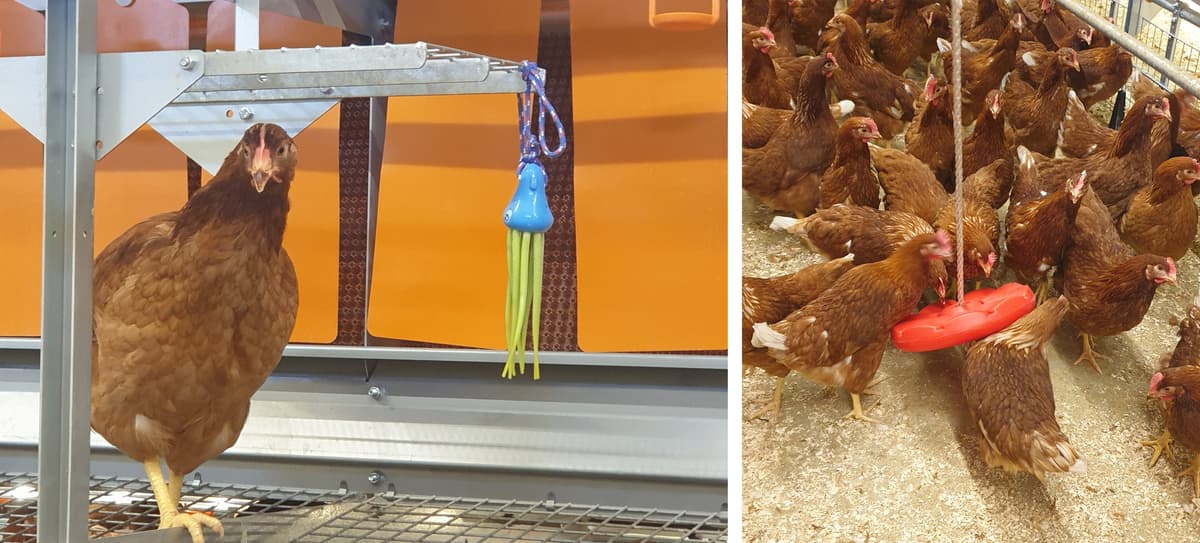 Enrichment for chickens