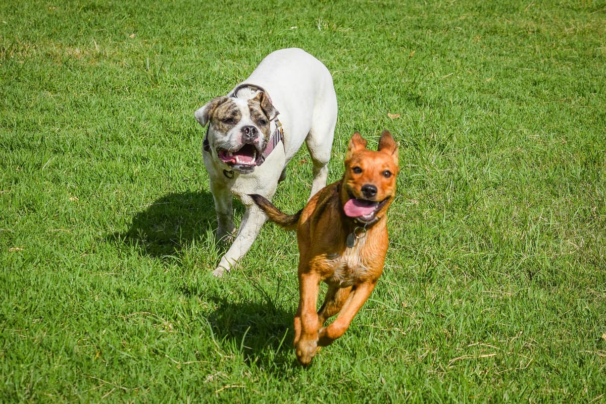 Dogs running around at doggy daycare