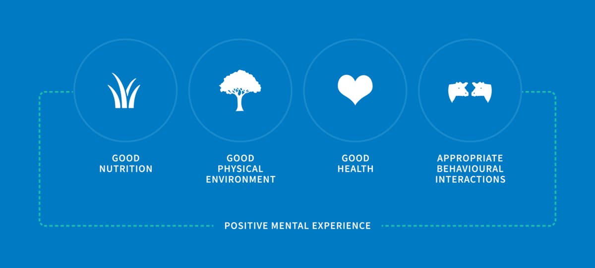 Graphic depiction of the physical and behavioural factors that affect an animal’s welfare and its overall mental state.