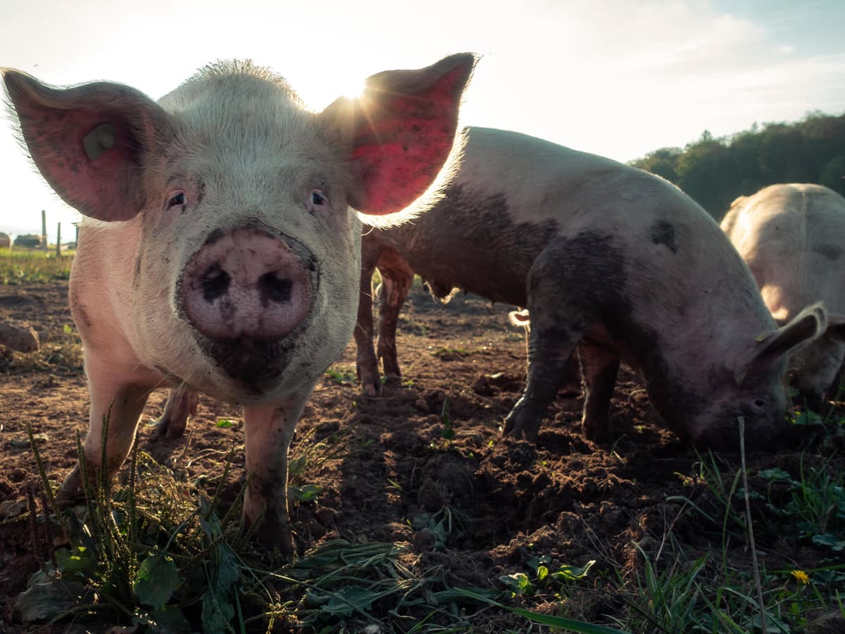 Pigs enjoying a dig in the mud on a sunny day.