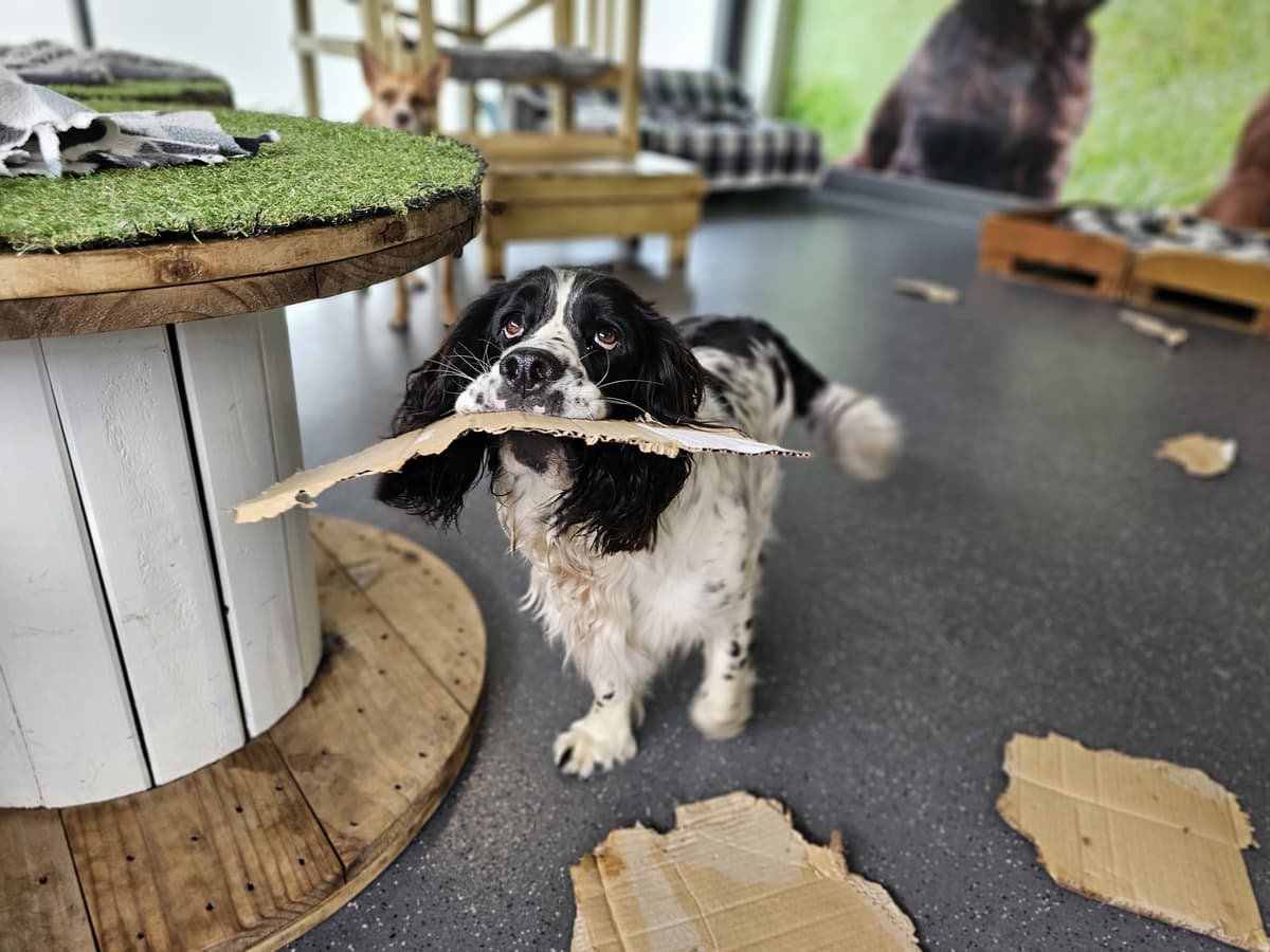 Playful spaniel enjoying some enrichment time at dog daycare – keeping minds and paws busy at Central Bark Doggy Daycare