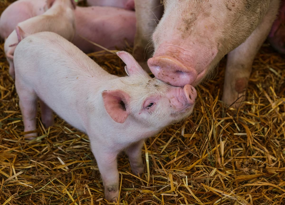Piglet with mother pig standing on straw inside a shed